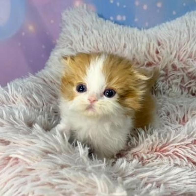 販売中の大阪府のスコティッシュフォールド(折れ耳)-134507の1枚目