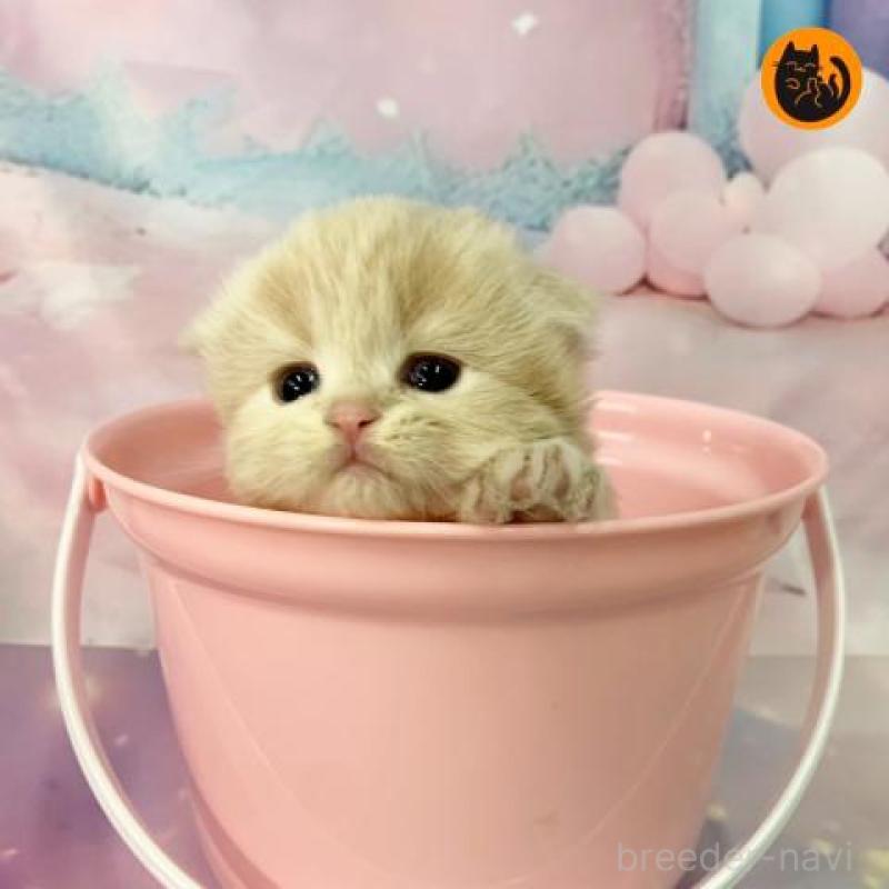 販売中の大阪府のスコティッシュフォールド(折れ耳)-134508の1枚目