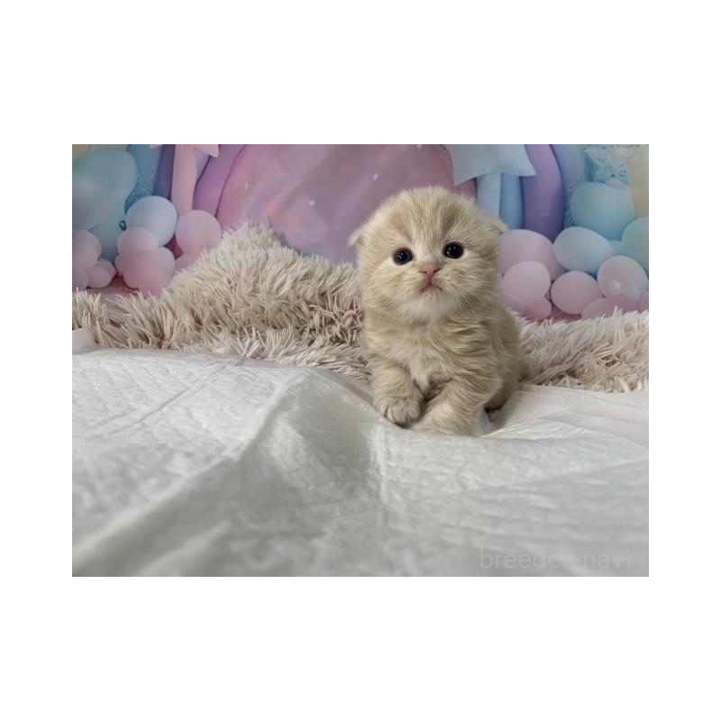 販売中の大阪府のスコティッシュフォールド(折れ耳)-134508の6枚目