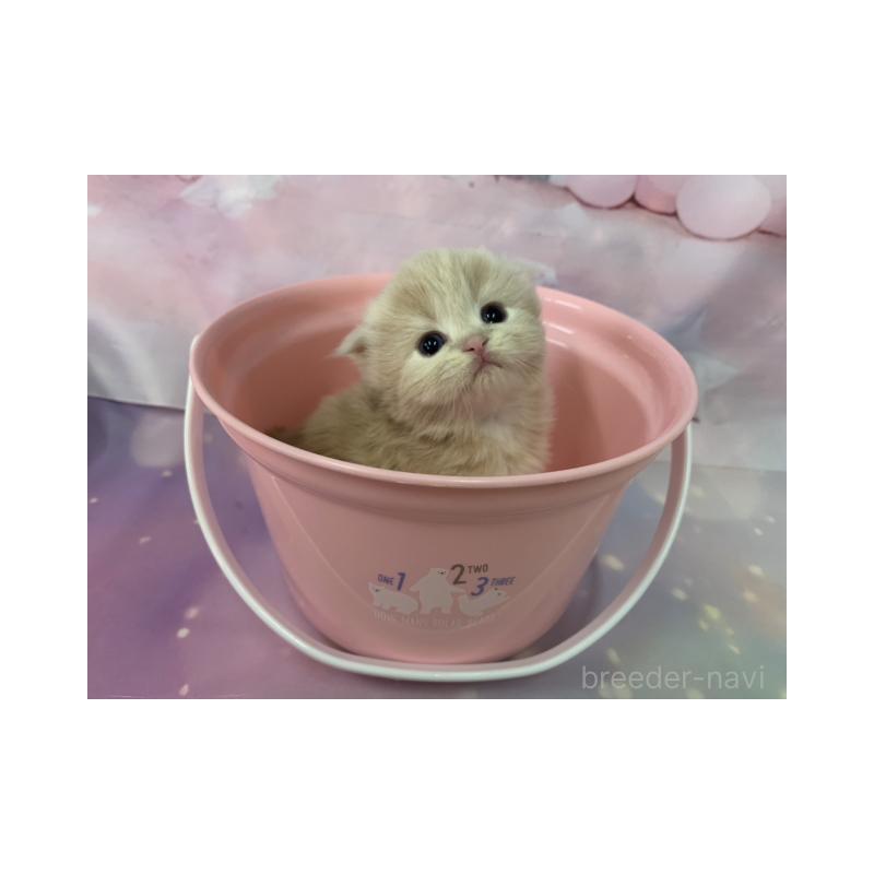 販売中の大阪府のスコティッシュフォールド(折れ耳)-134508の5枚目