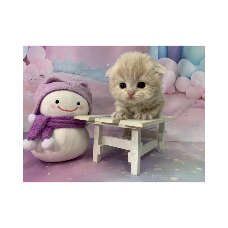 販売中の大阪府のスコティッシュフォールド(折れ耳)-134508の4枚目