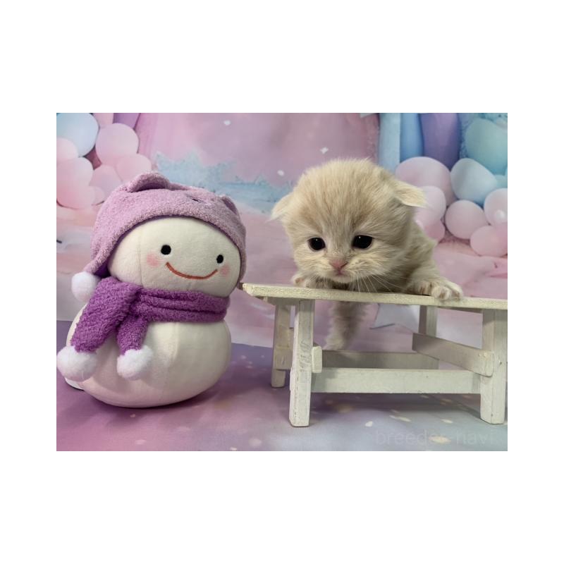 販売中の大阪府のスコティッシュフォールド(折れ耳)-134508の2枚目