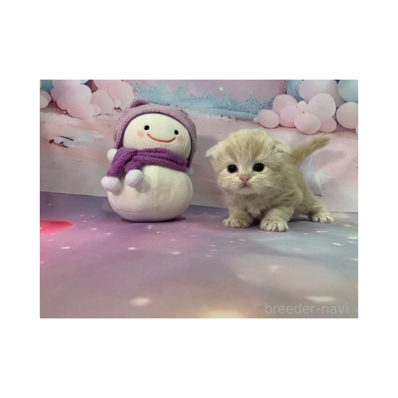 販売中の大阪府のスコティッシュフォールド(折れ耳)-134508の3枚目