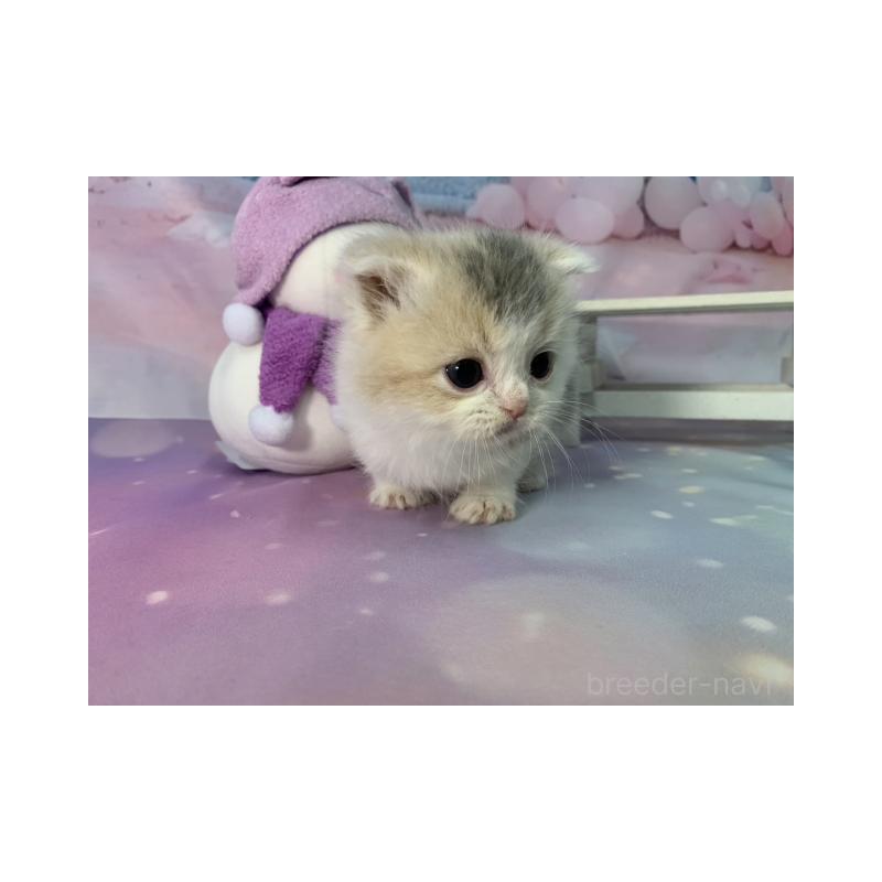 販売中の大阪府のスコティッシュフォールド(折れ耳)-134509の5枚目