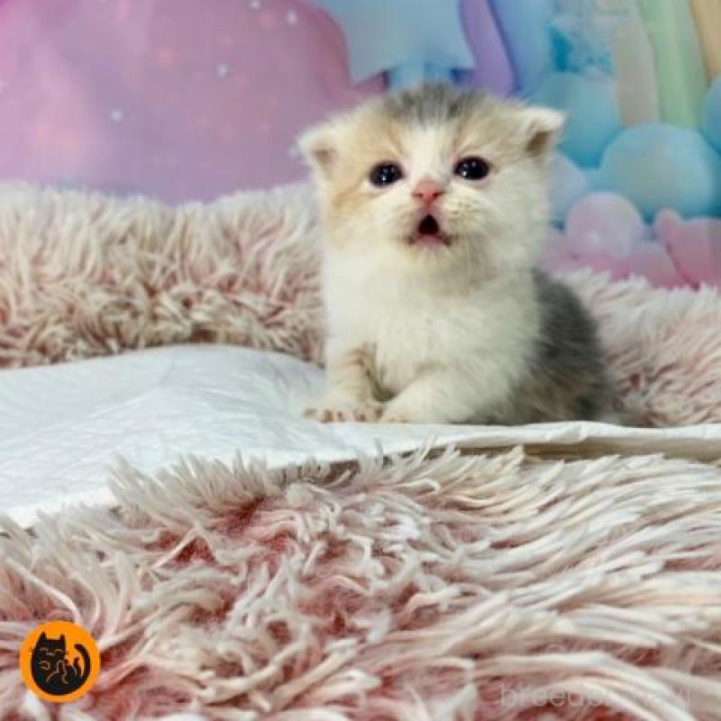 販売中の大阪府のスコティッシュフォールド(折れ耳)-134509の4枚目