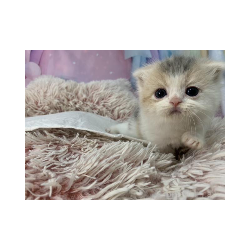 販売中の大阪府のスコティッシュフォールド(折れ耳)-134509の3枚目