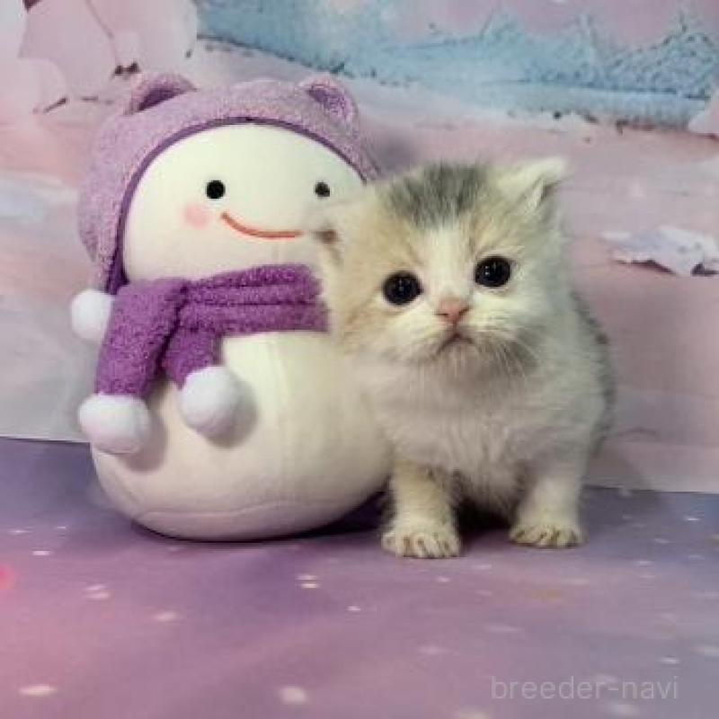 販売中の大阪府のスコティッシュフォールド(折れ耳)-134509