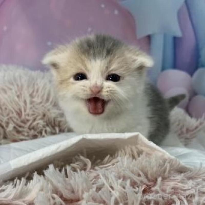 販売中の大阪府のスコティッシュフォールド(折れ耳)-134509の2枚目