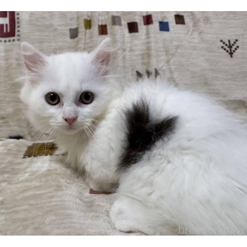 販売中の愛知県のマンチカン(短足)-134510の5枚目