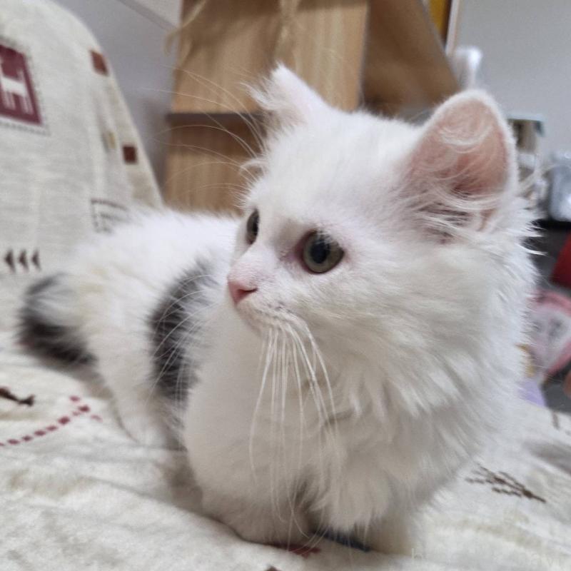 販売中の愛知県のマンチカン(短足)-134510の4枚目