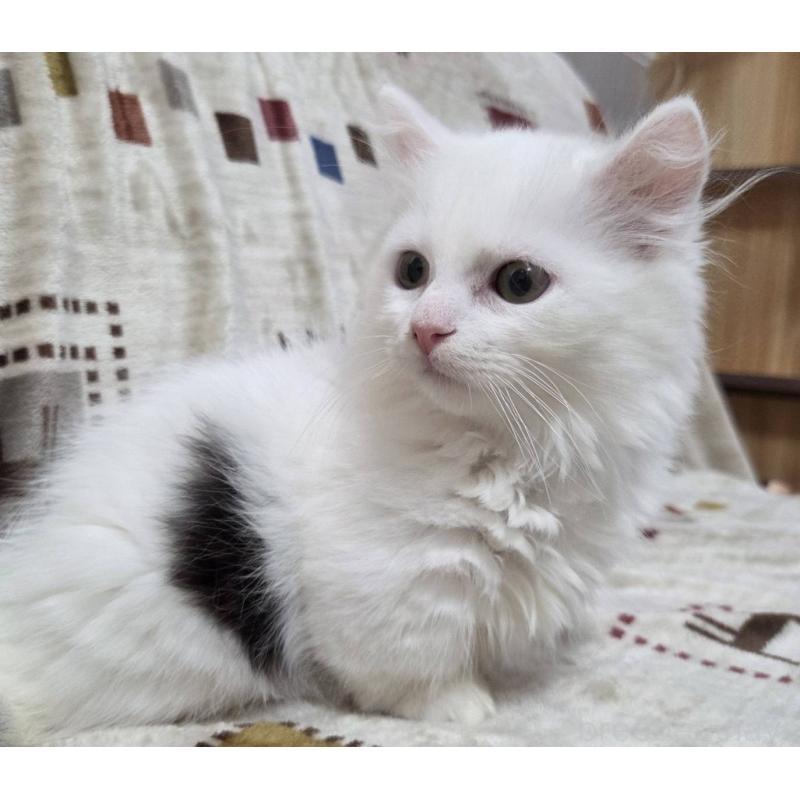 販売中の愛知県のマンチカン(短足)-134510の3枚目