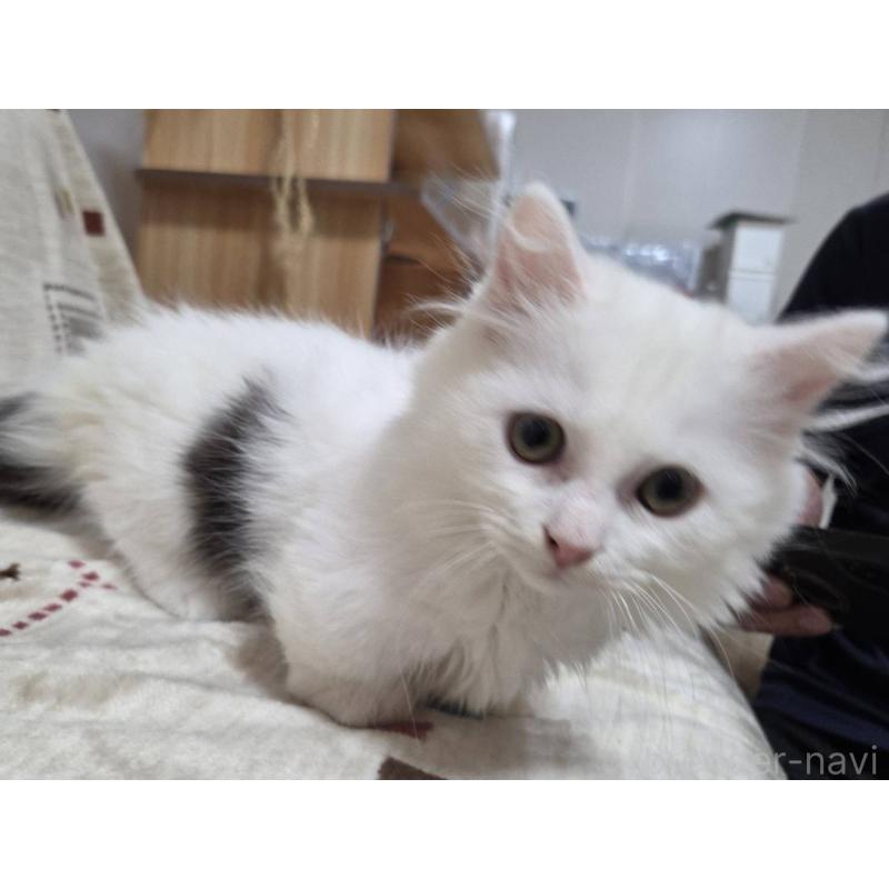 販売中の愛知県のマンチカン(短足)-134510の2枚目