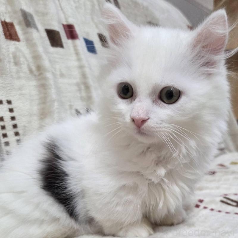 販売中の愛知県のマンチカン(短足)-134510の1枚目