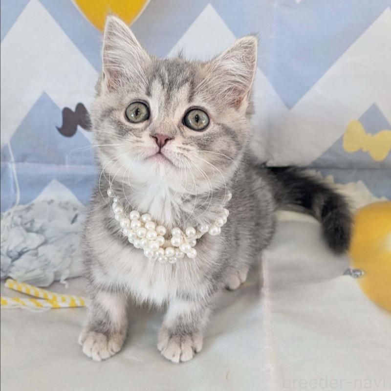 販売中の埼玉県のミヌエット-134511の5枚目