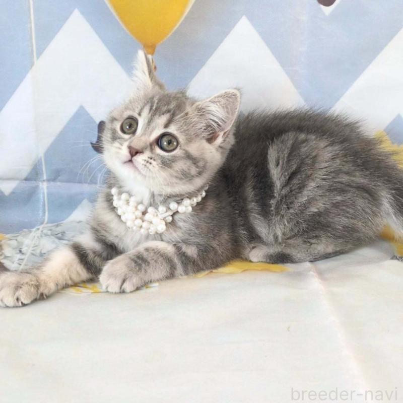 販売中の埼玉県のミヌエット-134511の4枚目