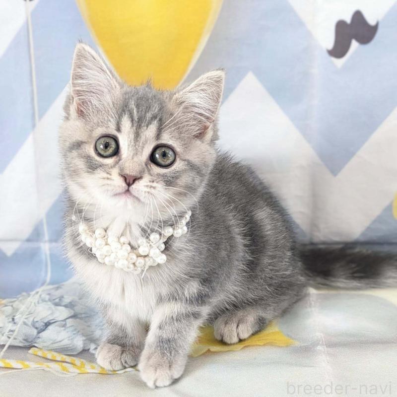 販売中の埼玉県のミヌエット-134511