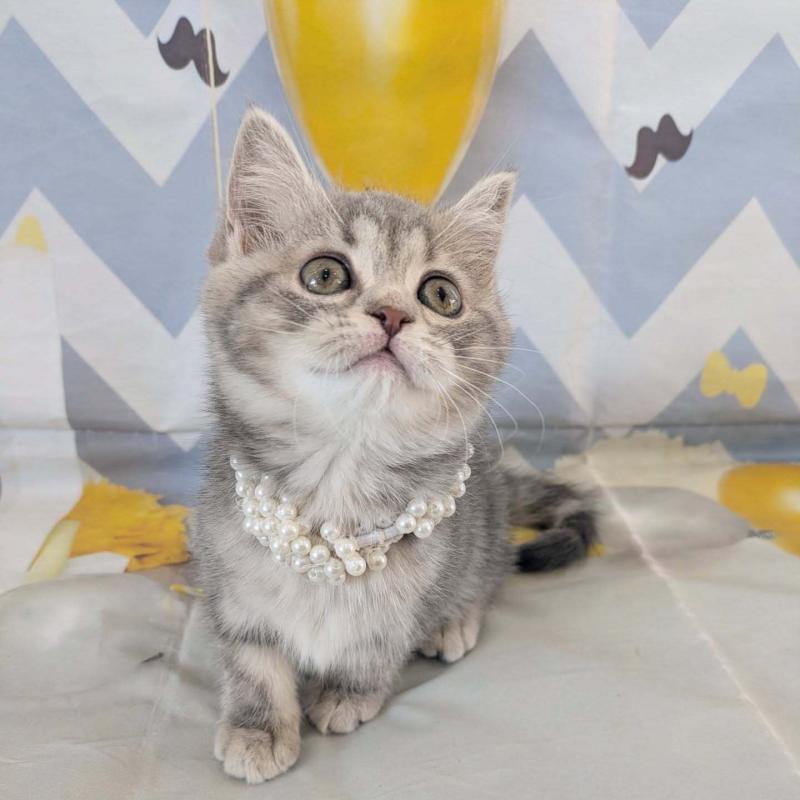 販売中の埼玉県のミヌエット-134511の3枚目