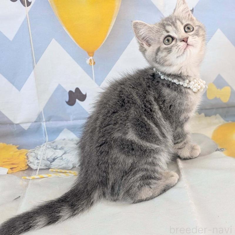 販売中の埼玉県のミヌエット-134511の2枚目