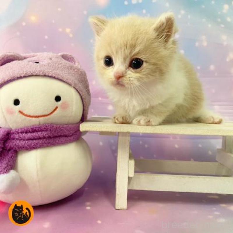 販売中の大阪府のスコティッシュフォールド-134512の6枚目