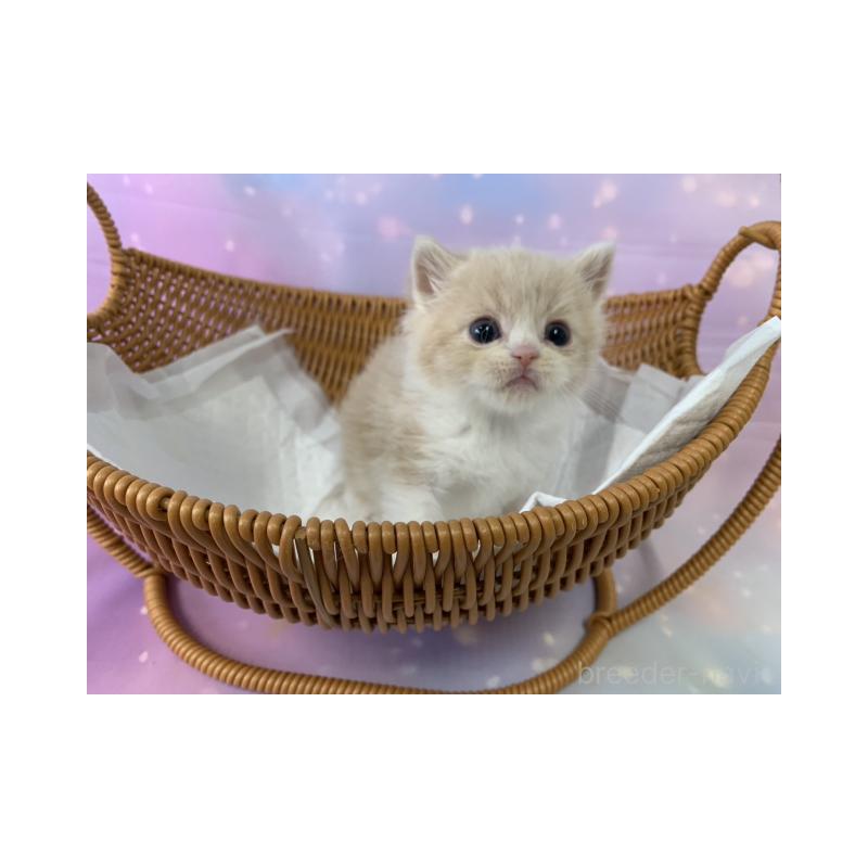 販売中の大阪府のスコティッシュフォールド-134512の5枚目