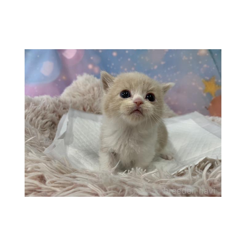 販売中の大阪府のスコティッシュフォールド-134512の3枚目