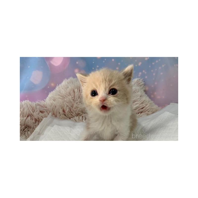 販売中の大阪府のスコティッシュフォールド-134512の4枚目