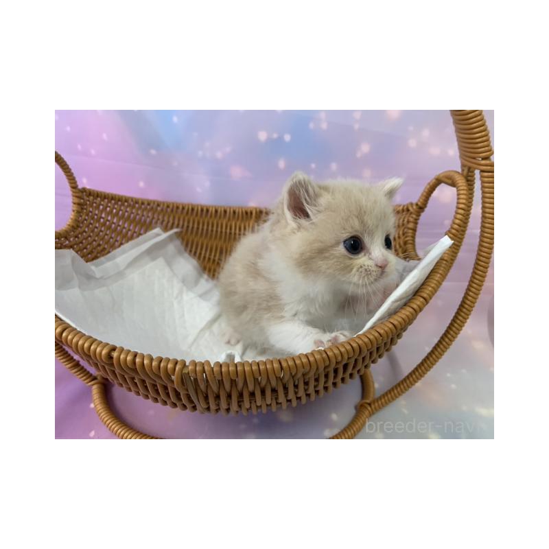 販売中の大阪府のスコティッシュフォールド-134512の2枚目