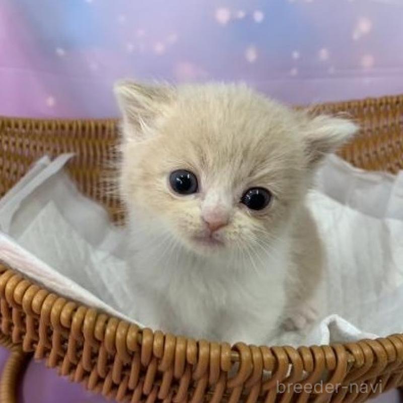 販売中の大阪府のスコティッシュフォールド-134512