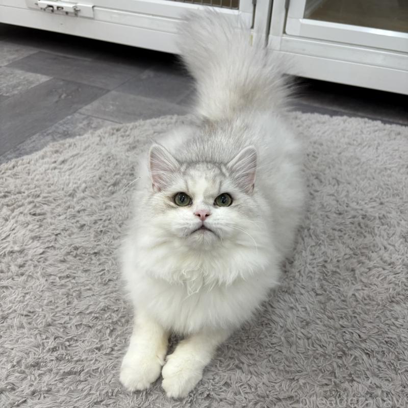 販売中の東京都のミヌエット-126330の6枚目