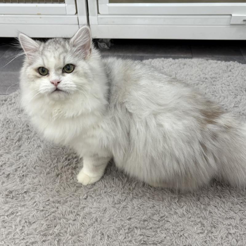 販売中の東京都のミヌエット-126330の5枚目