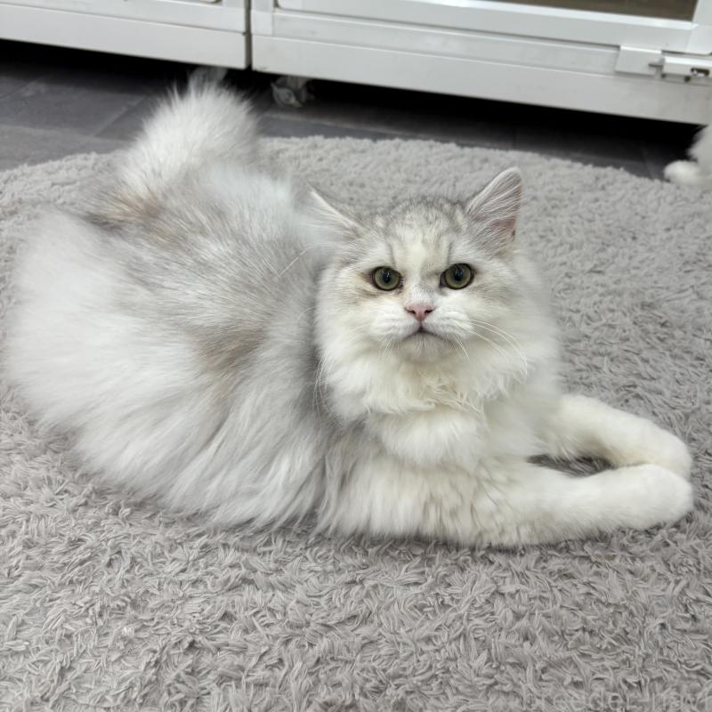 販売中の東京都のミヌエット-126330の4枚目