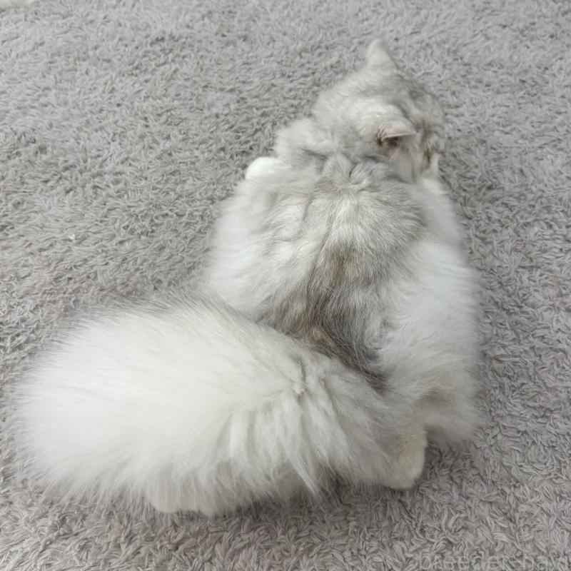 販売中の東京都のミヌエット-126330の3枚目