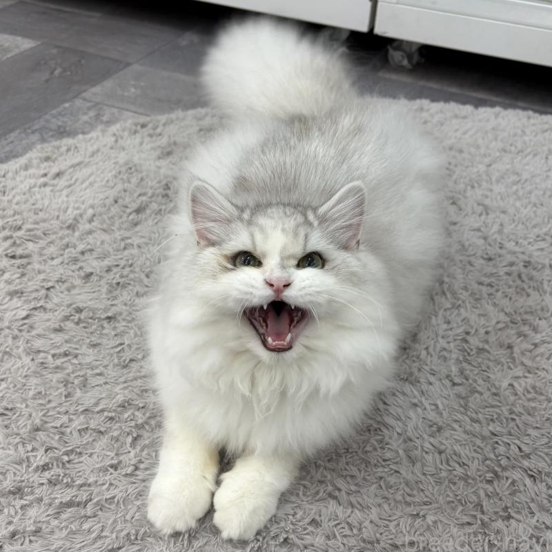 販売中の東京都のミヌエット-126330の2枚目