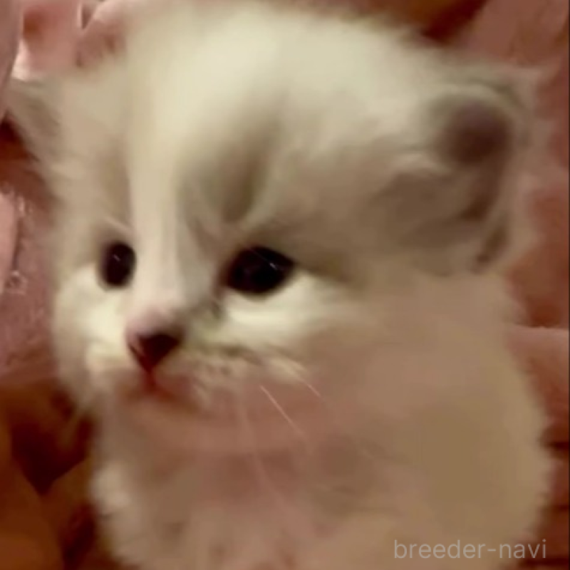 販売中の和歌山県のサイベリアン-134513の1枚目