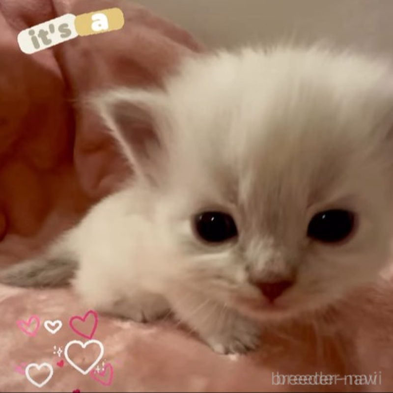 販売中の和歌山県のサイベリアン-134514の2枚目