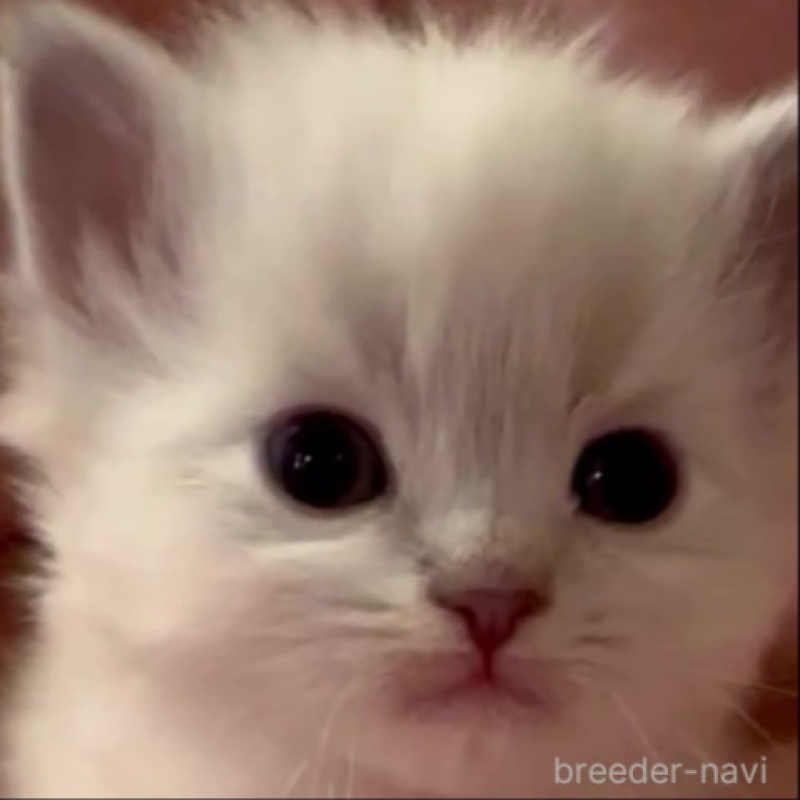 販売中の和歌山県のサイベリアン-134514