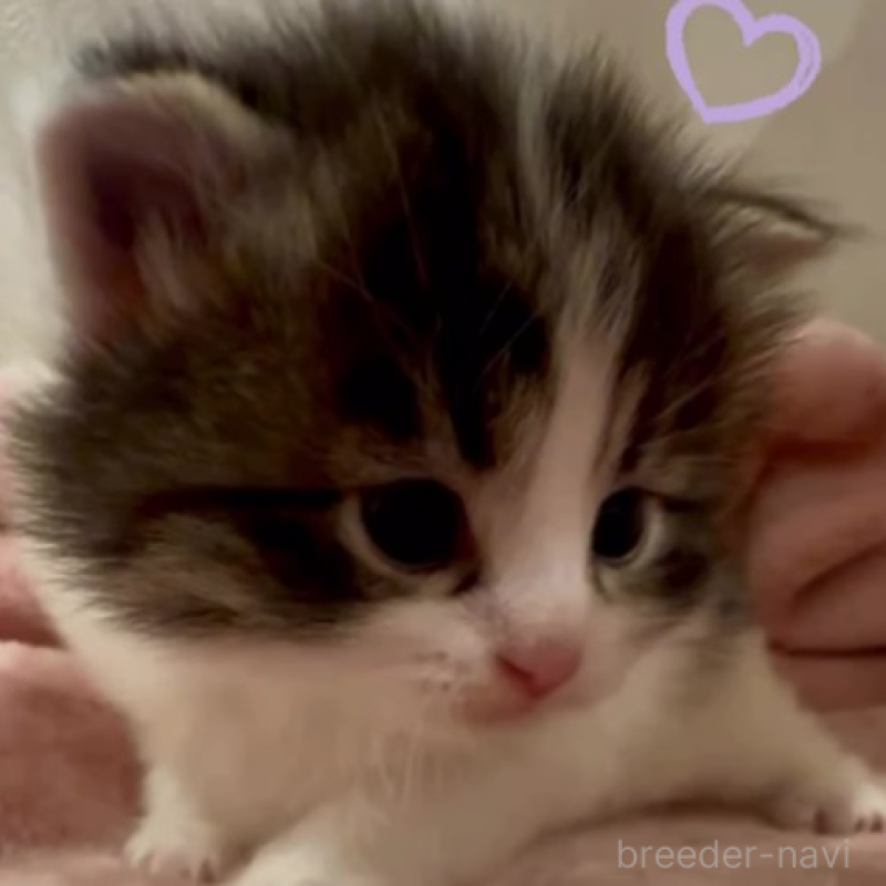 販売中の和歌山県のサイベリアン-134515の2枚目