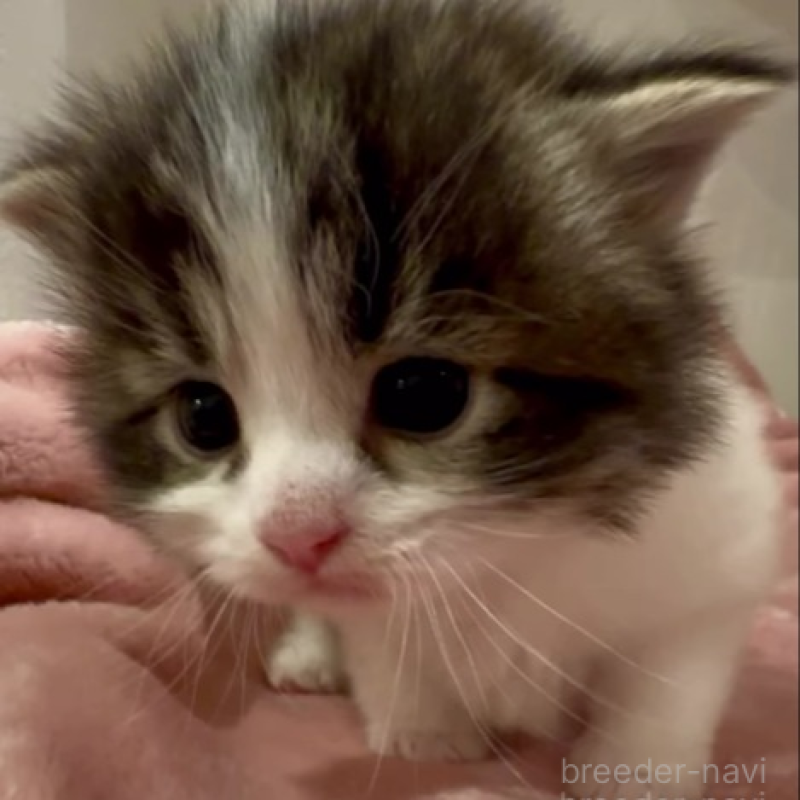 販売中の和歌山県のサイベリアン-134515