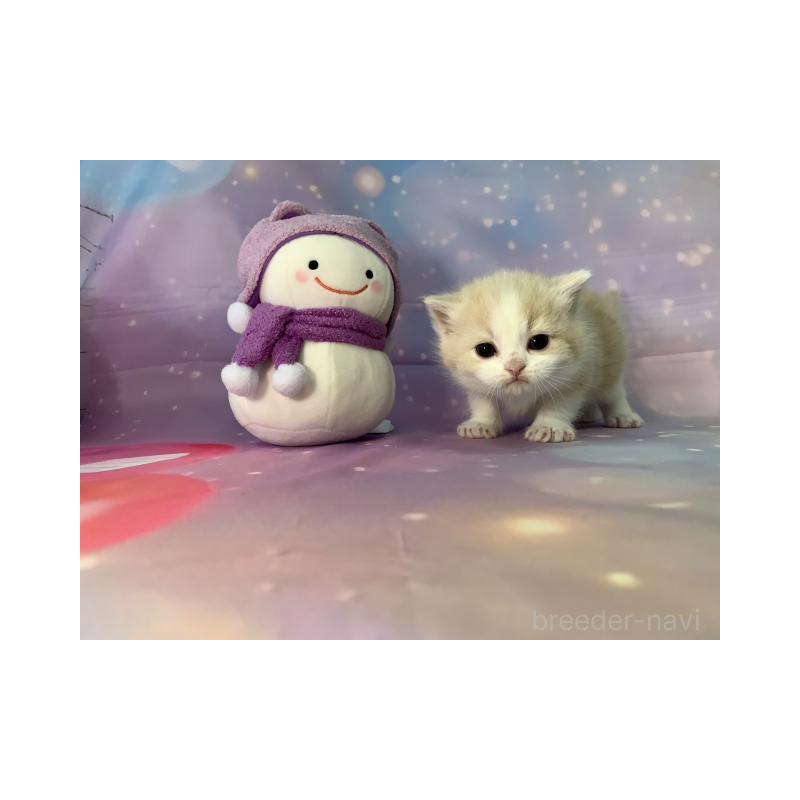 販売中の大阪府のスコティッシュフォールド-134516の6枚目