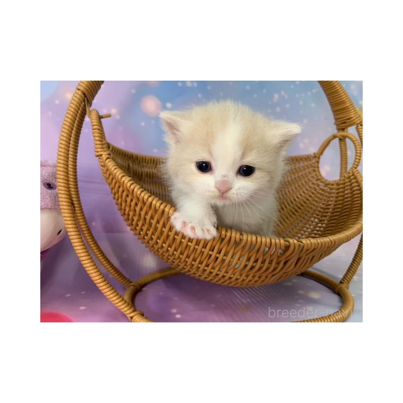 販売中の大阪府のスコティッシュフォールド-134516の3枚目