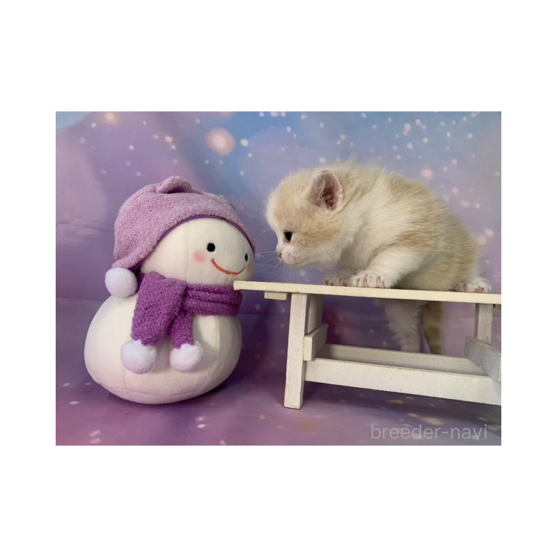 販売中の大阪府のスコティッシュフォールド-134516の2枚目