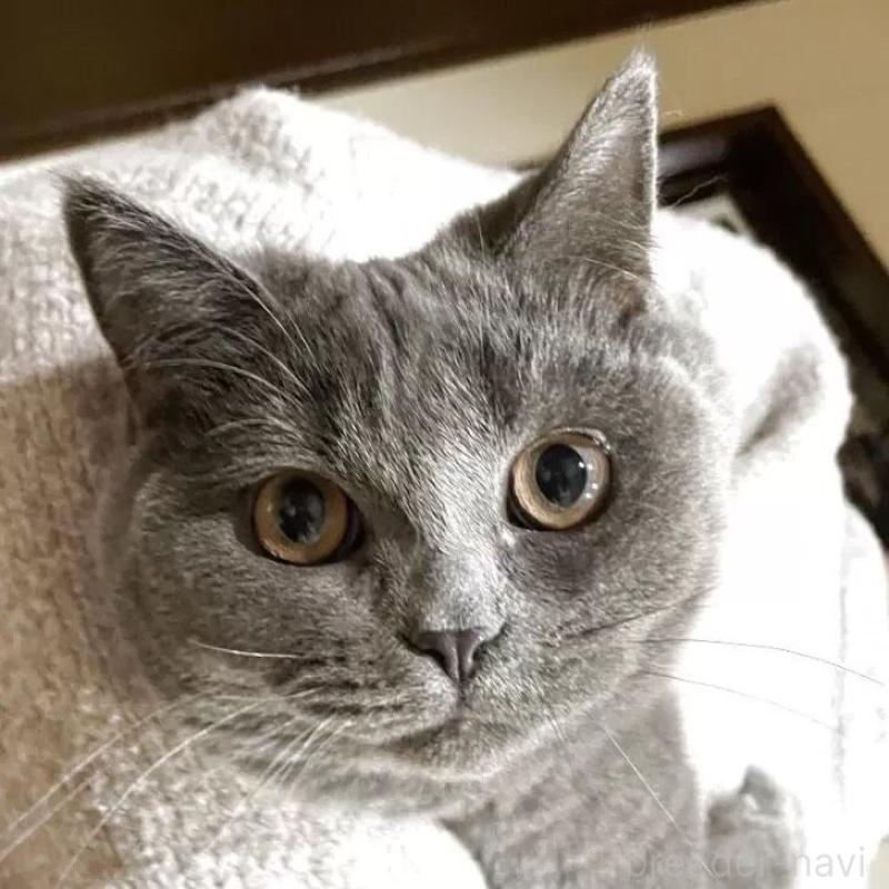 販売中の静岡県のブリティッシュショートヘア-134523の1枚目