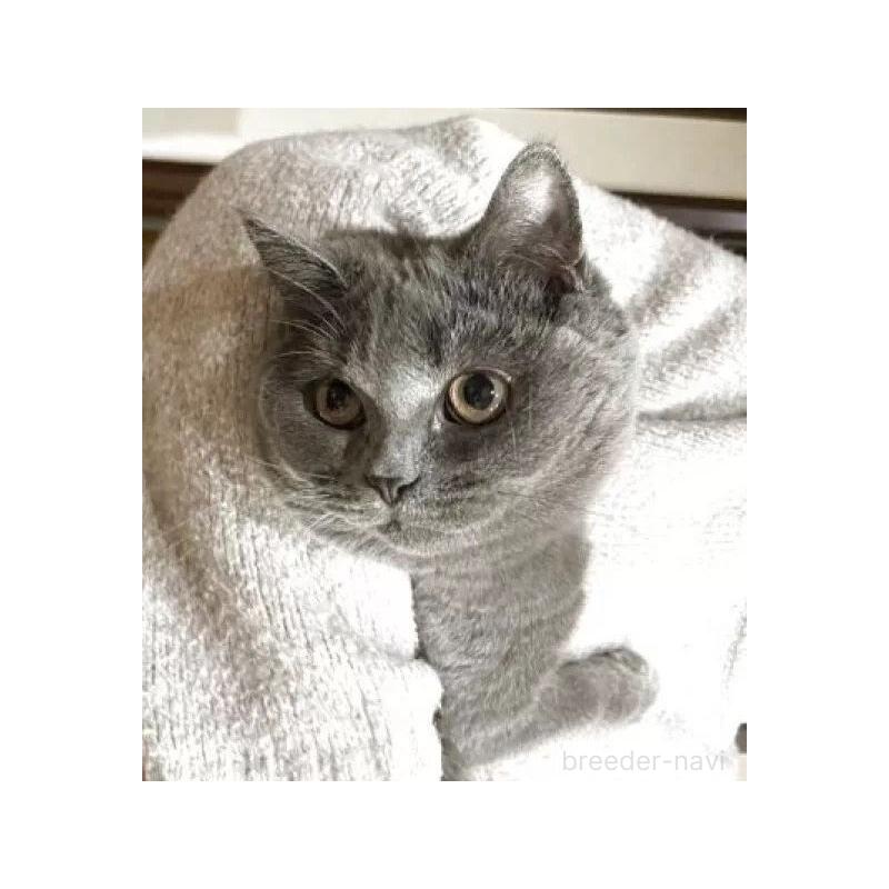 販売中の静岡県のブリティッシュショートヘア-134523の2枚目