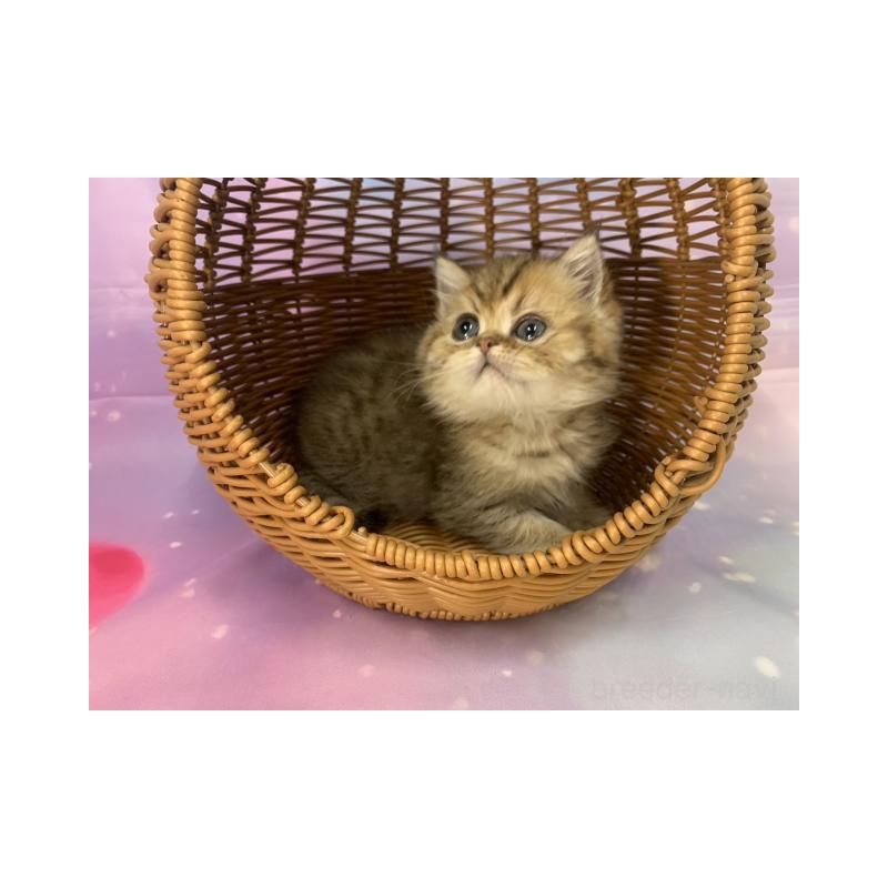 販売中の大阪府のミヌエット-134522の5枚目