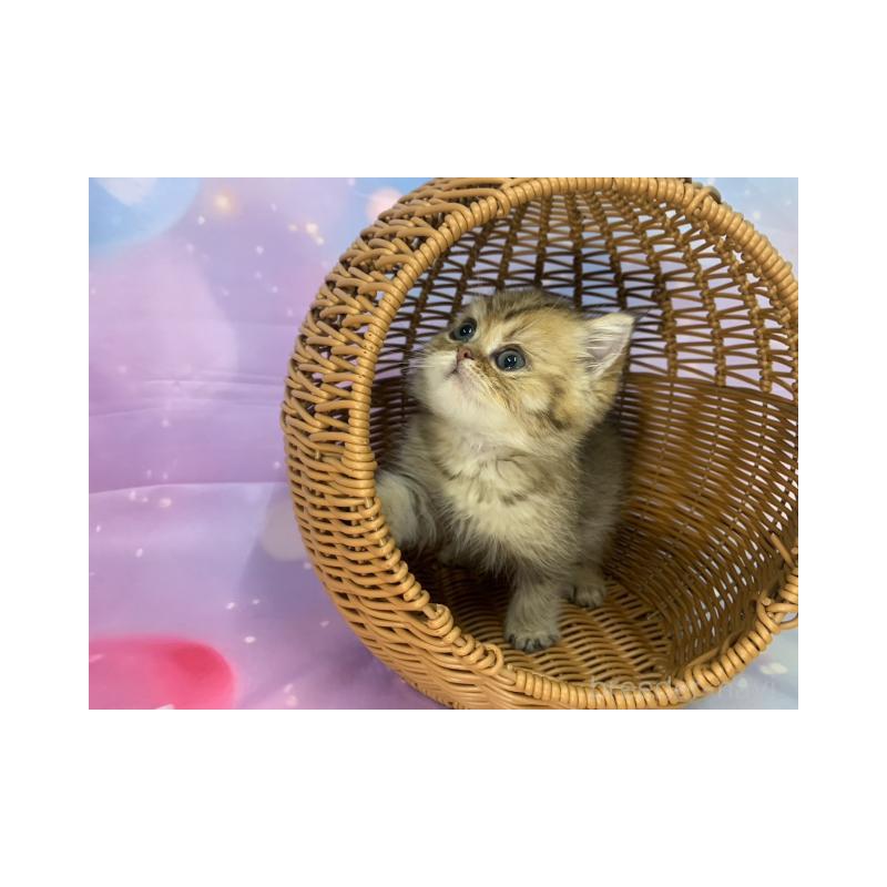 販売中の大阪府のミヌエット-134522の6枚目