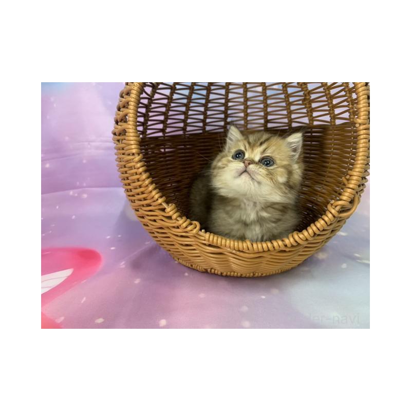 販売中の大阪府のミヌエット-134522の4枚目