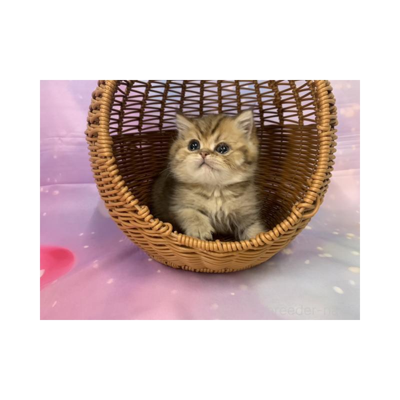 販売中の大阪府のミヌエット-134522の2枚目