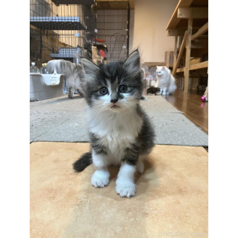 販売中の神奈川県のサイベリアン-134524の4枚目