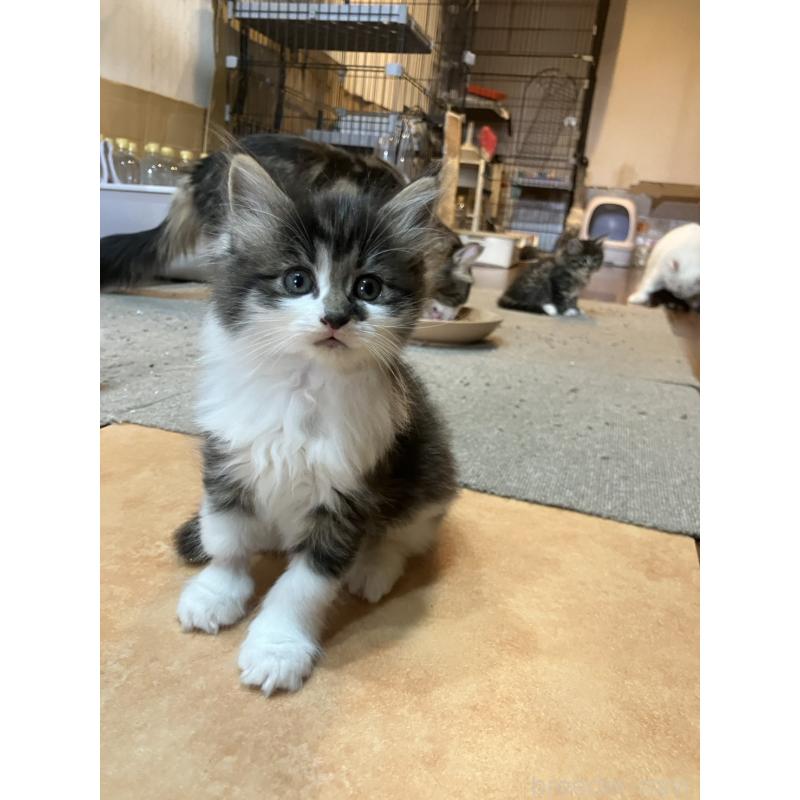 販売中の神奈川県のサイベリアン-134524の3枚目