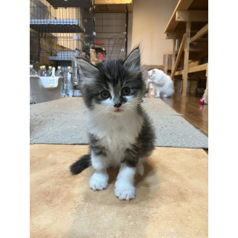 販売中の神奈川県のサイベリアン-134524の2枚目